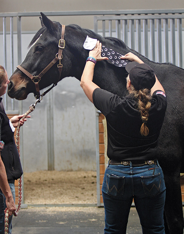 Wat is kinesiologietape voor paarden en hoe helpt het uw paard?