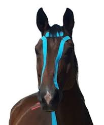 What Is The Best Way To Apply Kinesiology Tape For Horses?