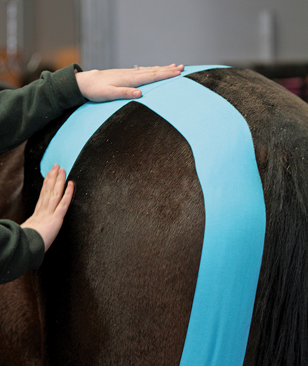 bandage cohésif pour chevaux