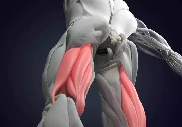 What are hamstrings muscles?