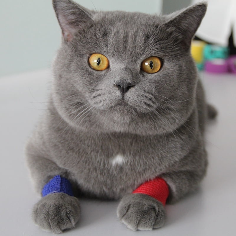 Printed vet wrap cohesive support bandage