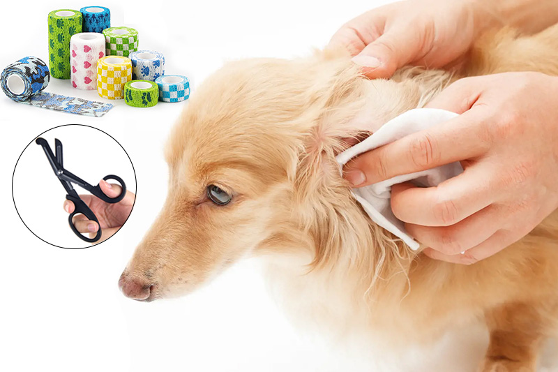 Preparation for applying dog bandage and scissors