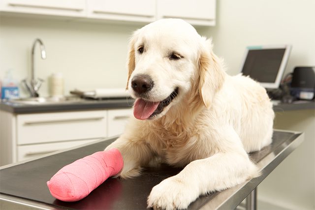 dog-bandage