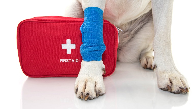 first aid dog-bandage