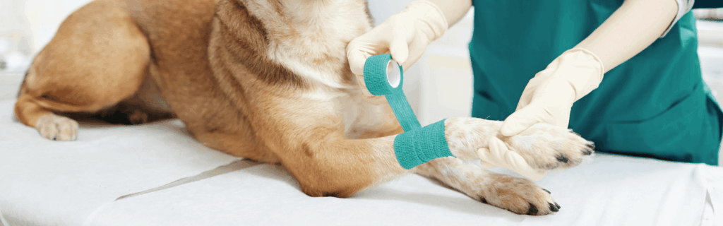 cohesive support bandage for dog